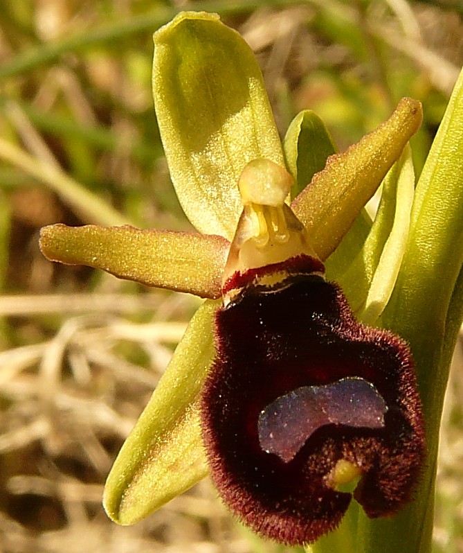 Ophrys bertoloniiformis